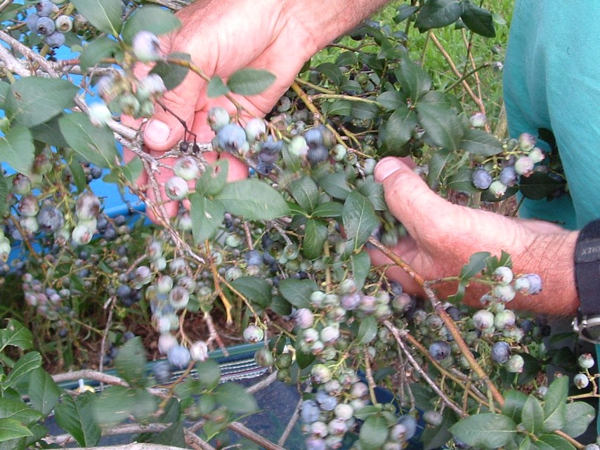 Berry Picking